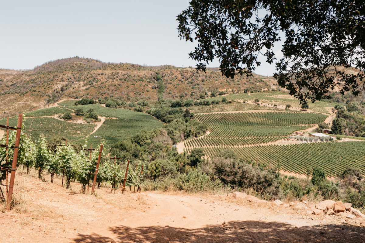 The rolling hills of Sonoma vineyards